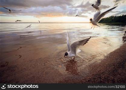 Black-headed gulls (Chroicocephalus ridibundus) on the beach at sunset