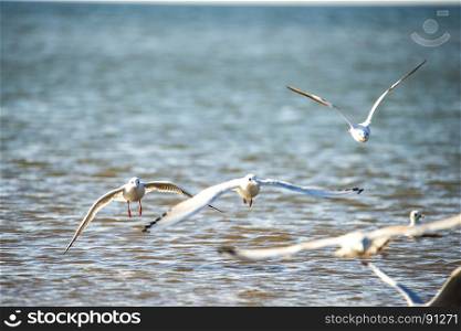 Black-headed gulls flying deep over the Baltic sea