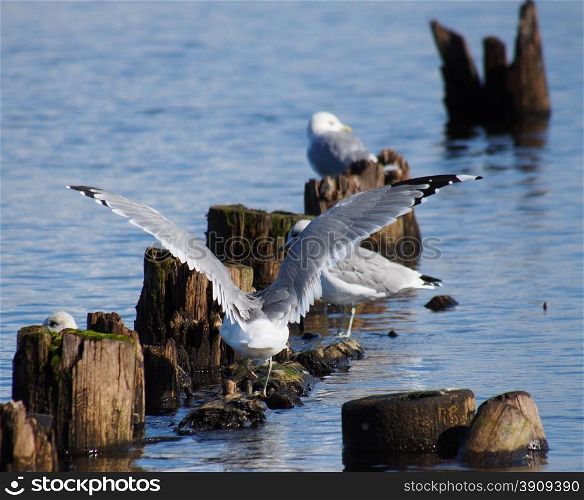 Black-headed gulls on old pilings in the lake
