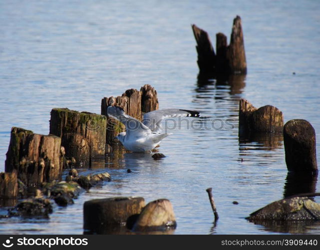 Black-headed gulls on old pilings in the lake