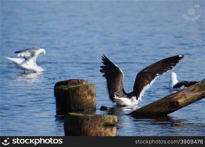 Black-headed gulls on old pilings in the lake