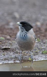 Black headed jay, Garrulus lanceolatus, Sattal, Nainital, Uttarakhand, India.