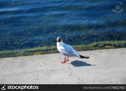 Black-headed seagull standing at a pier by the water