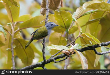 Black headed shrike babbler, female, Pteruthius rufiventer, Mishmi Hills, India