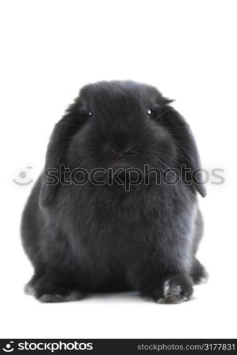 Black holland lop bunny rabbit isolated on white background