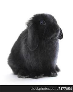 Black holland lop bunny rabbit isolated on white background