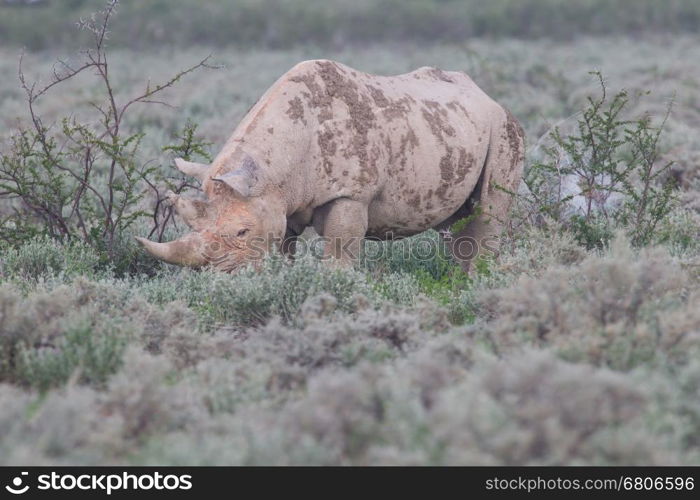 Black (hooked-lipped) rhinoceros (Diceros bicornis), Etosha, Namibia