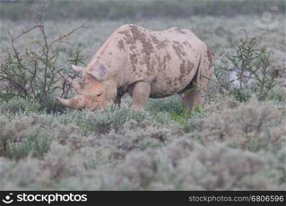 Black (hooked-lipped) rhinoceros (Diceros bicornis), Etosha, Namibia
