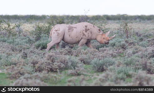 Black (hooked-lipped) rhinoceros (Diceros bicornis), Etosha, Namibia