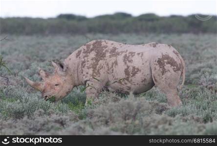Black (hooked-lipped) rhinoceros (Diceros bicornis), Etosha, Namibia