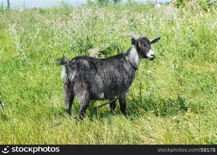 Black horned goat grazing on the meadow at summer day