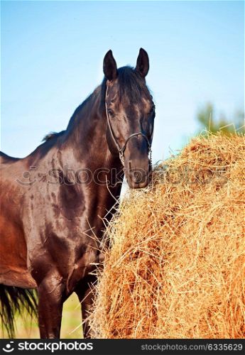 Black horse and haystack