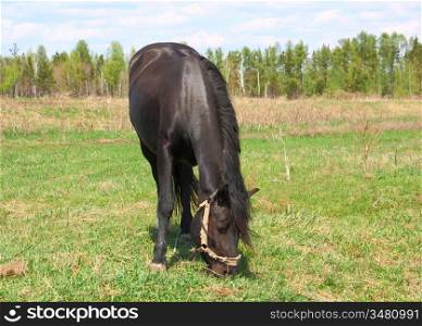 black horse grazing in green meadow