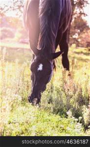 Black horse grazing on summer pasture