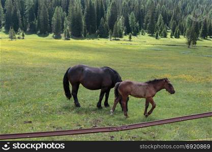 Black Horse Pasturing in Grazing Lands: Italian Dolomites Alps Scenery near Misurina Lake