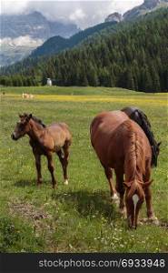Black Horse Pasturing in Grazing Lands: Italian Dolomites Alps Scenery near Misurina Lake