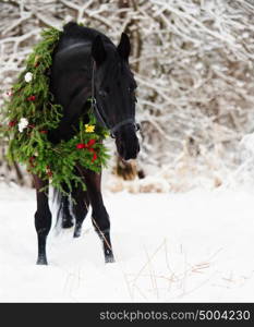 black horse with christmas wreath. winter