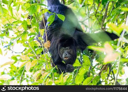 Black howler monkey in the jumgle forest belize. Black howler monkey in the jumgle forest