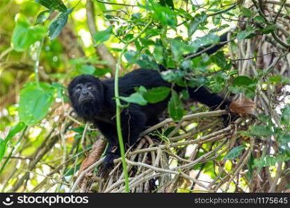 Black howler monkey in the jumgle forest belize. Black howler monkey in the jumgle forest