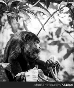 Black Howler Monkey sitting in the forest in stunning black and white