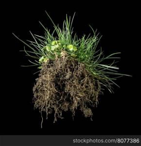 Black isolated turf grass and earth. Rhizome