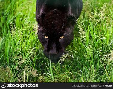 Black jaguar Panthera Onca prowling through long grass in captivity