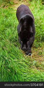 Black jaguar Panthera Onca prowling through long grass in captivity