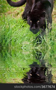 Black jaguar Panthera Onca prowling through long grass in captivity reflected in calm water