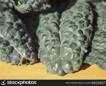 black kale vegetables food. Lacinato kale cabbage (aka cavolo nero, meaning black cabbage) vegetables vegetarian and vegan food
