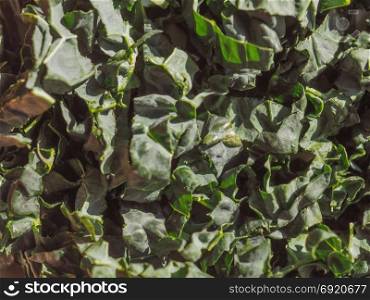 black kale vegetables food. Lacinato kale cabbage (aka cavolo nero, meaning black cabbage) vegetables vegetarian and vegan food