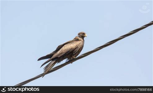 Black Kite, a medium sized bird of pray locally known as Amora,
