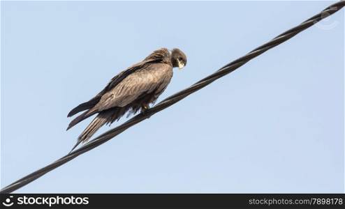 Black Kite, a medium sized bird of pray locally known as Amora,
