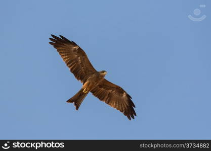 Black Kite which is locally known as Amora, flying in the air