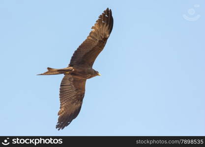 Black Kite which is locally known as Amora, flying in the air