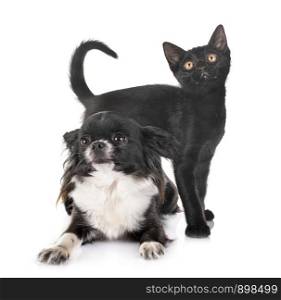 black kitten and chihuahua in front of white background