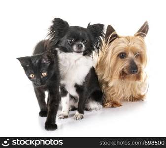 black kitten and little dogs in front of white background