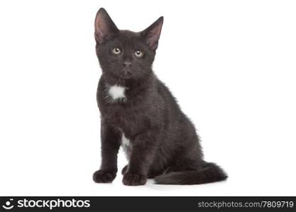 black kitten. black kitten in front of a white background