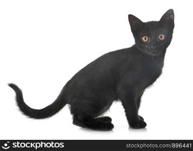 black kitten in front of white background