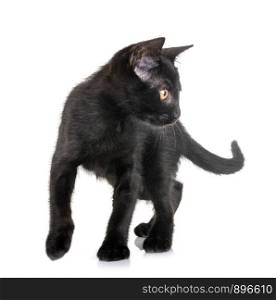 black kitten in front of white background