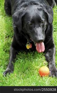 Black lab dog playing with his toy ball