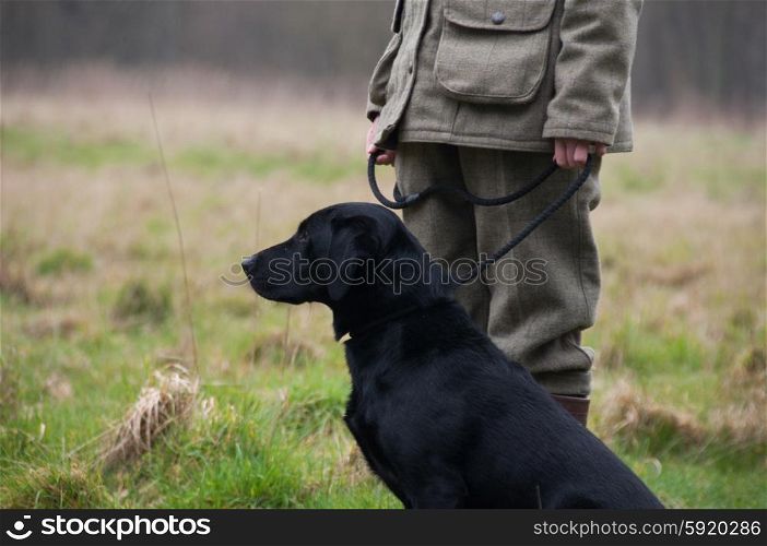 Black Labrador at heel on a shoot