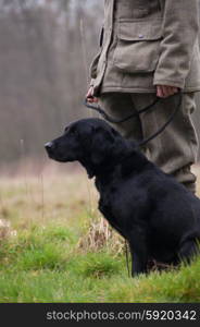 Black Labrador at heel on a shoot