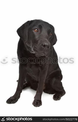 Black Labrador. Black Labrador in front of a white background