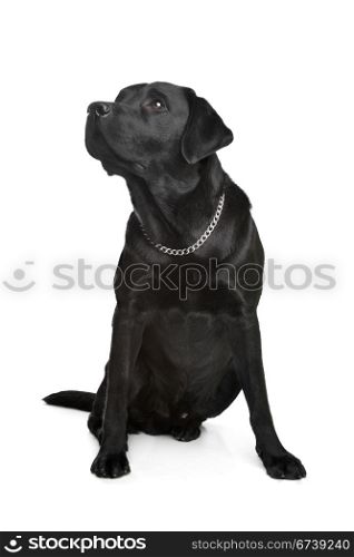 black Labrador. black Labrador in front of a white background