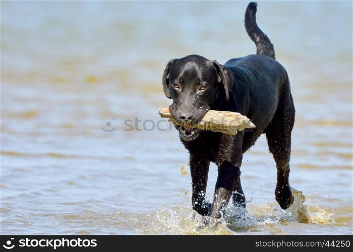Black labrador carries a stick. Black labrador carries a stick to its owner on the beach