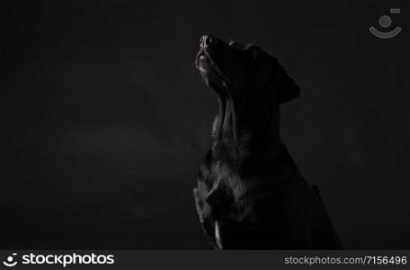 black labrador dog looking up on a black background