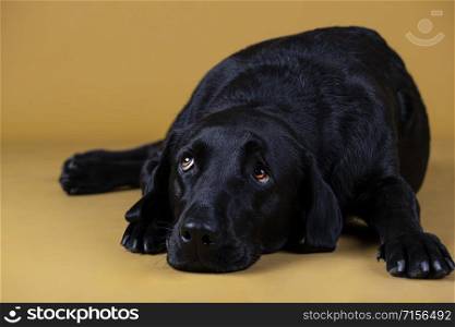 black labrador dog lying on the floor looking sad