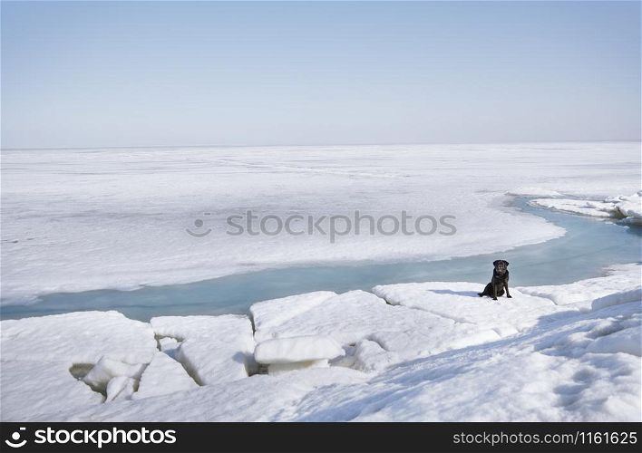 Black Labrador dog sitting in winter landscape