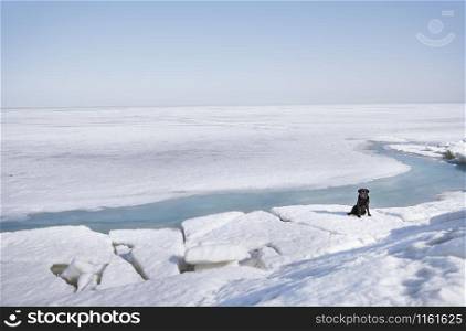 Black Labrador dog sitting in winter landscape