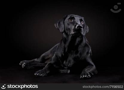 black labrador dog sitting on the floor and looking forward on a black background